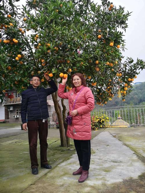 重庆南岸茶园长生桥"香茗山"农家乐