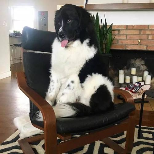 养一只巨巨巨巨巨巨巨巨巨巨大的纽芬兰犬,这屎估计要铲不少.