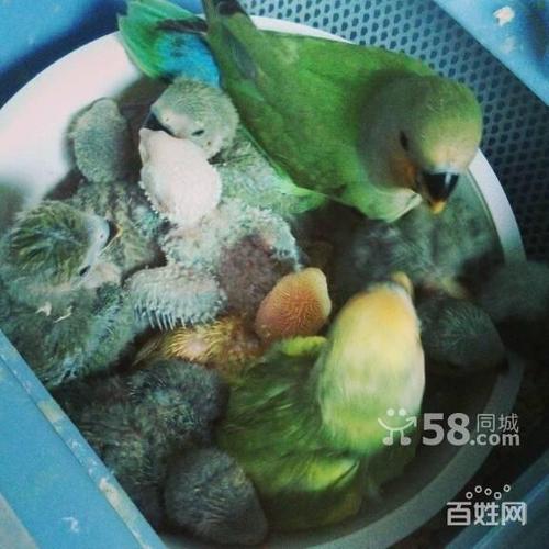 绿桃 绿金面 黄金面bb正是手养好时机