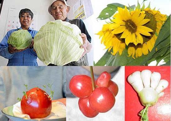 日本核辐射四年后,动植物变异或已成为事实,真相触目惊心!