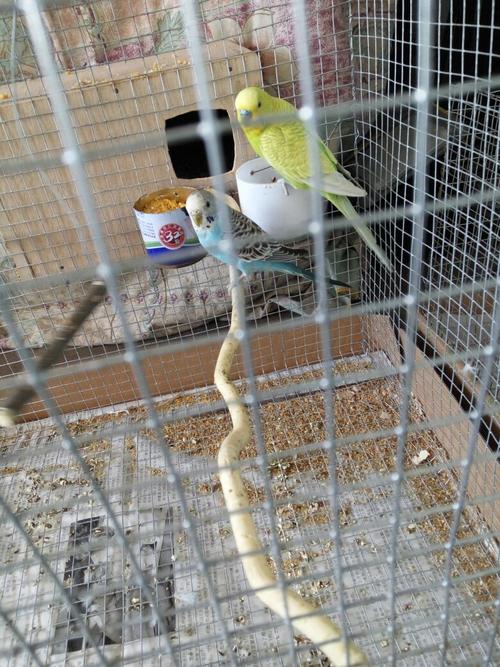 请问这对虎皮鹦鹉一个蓝色 一个绿色能繁殖吗?