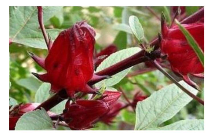 红桃k的功效和作用及禁忌