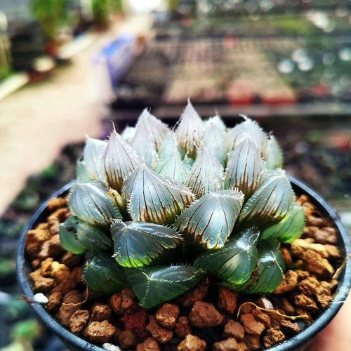 冰魄玉露多肉植物大颗超大十二卷透明窗玉露含盆带土多肉精品组合