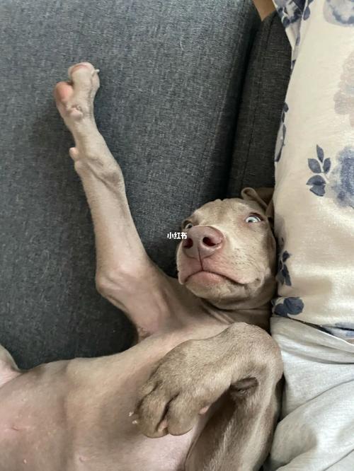 我把表情包带回家了_表情包_威玛犬_素材_表情包