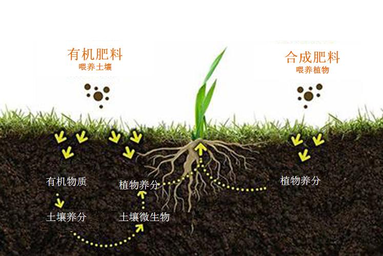 微观食物土壤吃什么我们就吃什么