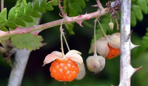 秦岭山区几种常见的悬钩子属野生水果,你认识吗?