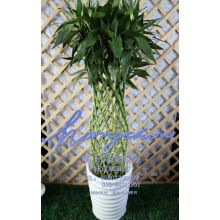 上芯富贵竹笼 竹子竹笼 编织竹子 绿植盆栽吸甲醛植物 办公室绿植花卉