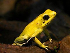 golden poison frog