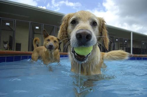 宠物的奢侈生活