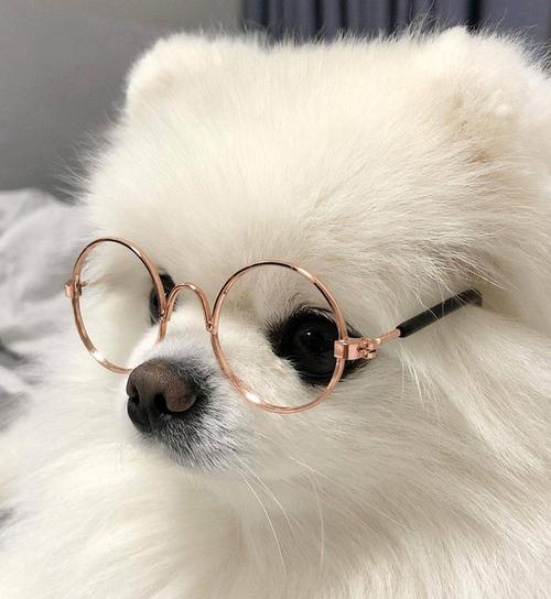 想要可爱的小狗头像