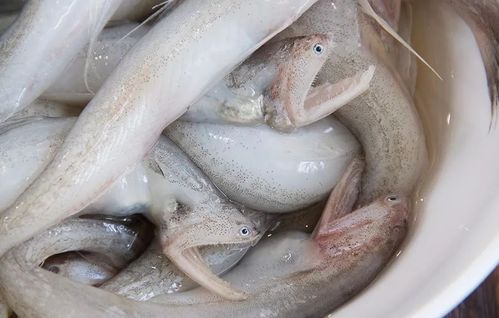舟山野生豆腐鱼