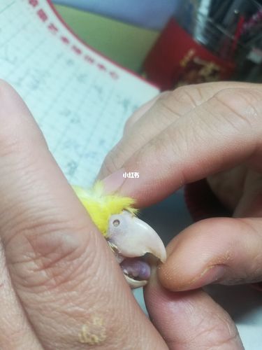 玄凤鹦鹉是得了念珠菌吗?_断奶_牡丹_五色_棉签_牡丹