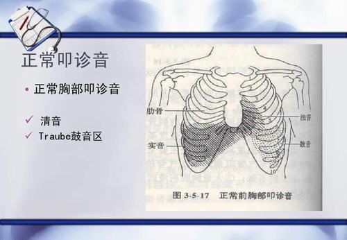 正常叩诊音   正常胸部叩诊音   清音   traube鼓音区