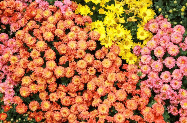 那错过了太湖湾露营谷的菊花展,你的秋天就真的白过了!