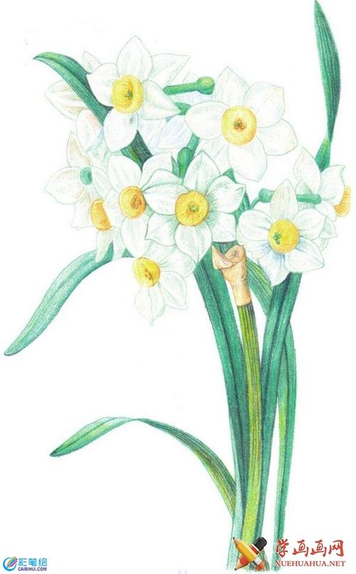 彩铅画:超逼真的水仙花步骤画法(图文)
