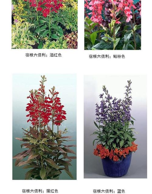 宿根六倍利是一个耐高温的花卉品种,株高5.