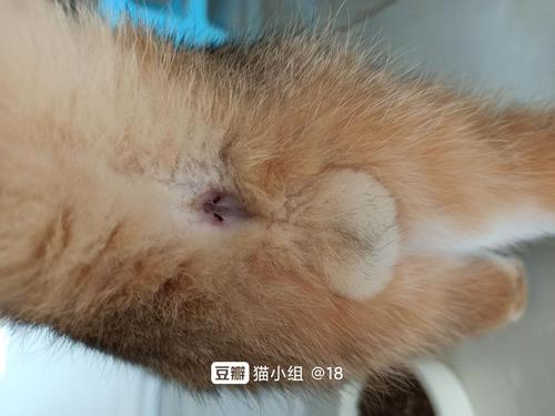 猫咪肛门腺的问题!