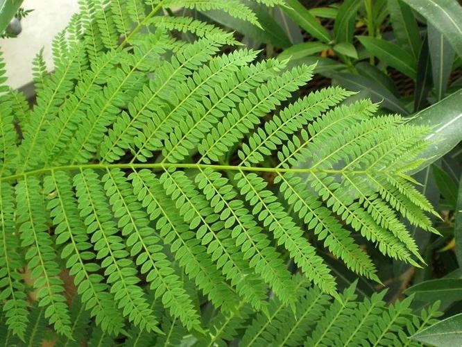 虽然同为二回羽状复叶,但 蓝花楹的小叶为披针形,而红花楹的小叶为