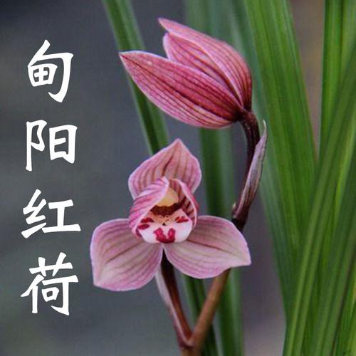 兰花甸阳红荷莲瓣兰阳台室内盆栽绿植花卉浓香