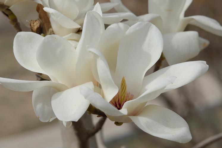 春天的花朵13白玉兰