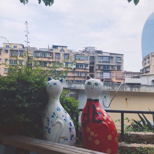 厦门—猫咪博物馆