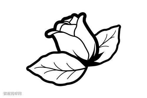 各种漂亮的花朵简笔画