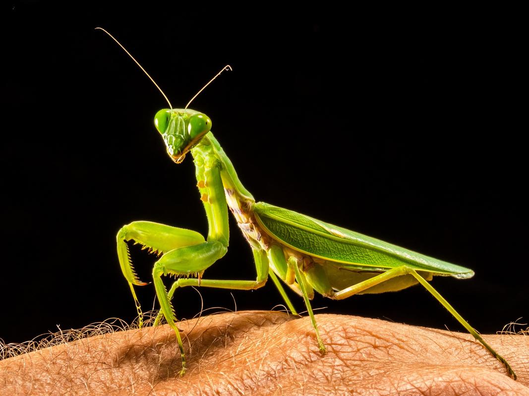 下载1920x1440 螳螂,手 壁纸, 图片