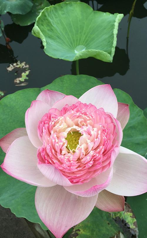 昆明大观公园荷花展开幕500余个荷花品种各展娇姿