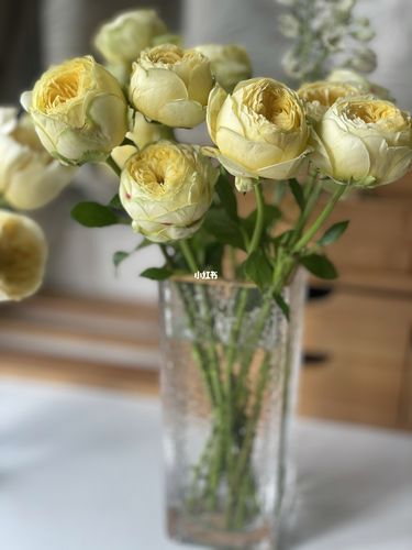 玫瑰,单头凯特琳娜_家装_家居_家居装饰_家居家装