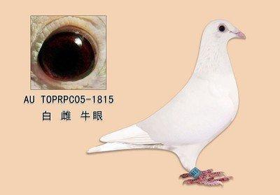 什么样的鸽子配对更容易成功?更容易合配?