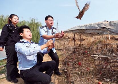 我市将开展专项行动 非法捕鸟超20只可追刑责