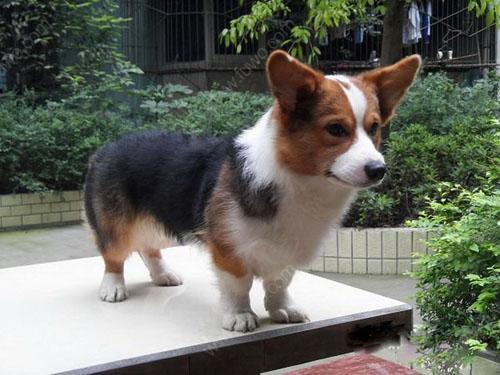 买一只柯基犬需要多少钱?