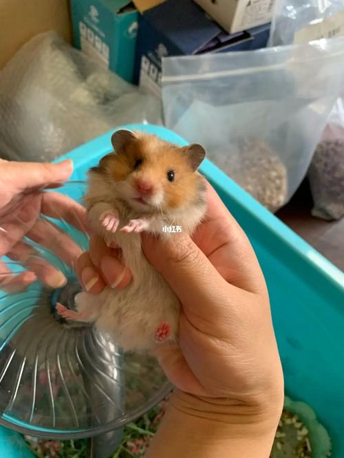 新到家的虎纹弟弟,太可啦_金丝熊_仓鼠_手机_仓鼠金丝