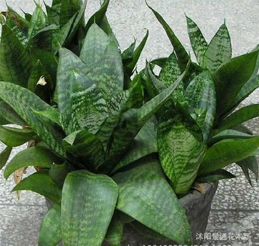 花卉盆栽 金边虎皮兰 短叶虎尾兰 释放负离子 迷你办公桌植物