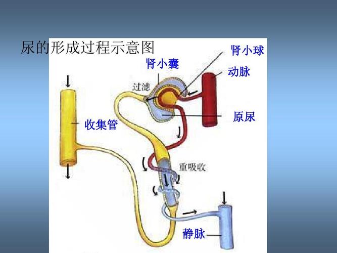 尿的形成 尿的形成过程示意图 肾小囊 肾小球 动脉 收集管 原尿 静脉