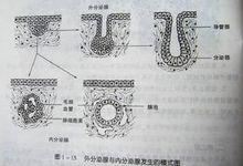 如果形成的腺有导管通连器官腔面和体表就叫做外分泌腺,如汗腺,唾液腺