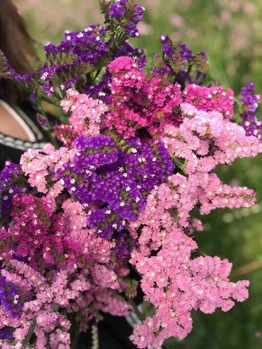 勿忘我鲜花买一束送一束