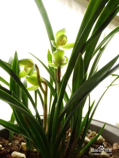 怎样种植兰花长得好