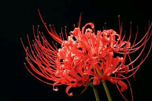 传说起死回生的冥界之花是真的吗,传说中的冥界四花,你见过几种