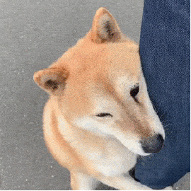 柴犬表情包抱大腿