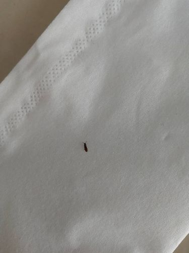 请问这到底是什么,最近常在家里看见,有人说是德国小蠊(蟑螂的一种)