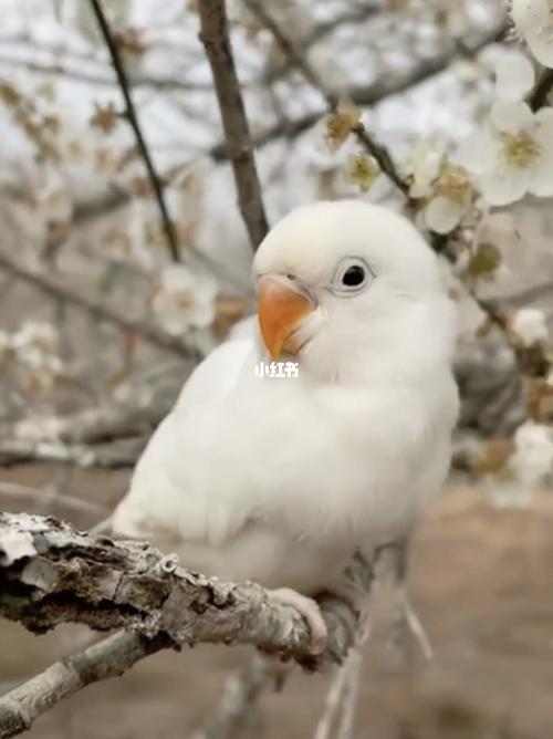 白玉牡丹好可爱呀09_牡丹_鹦鹉_手养牡丹鹦鹉_宠物