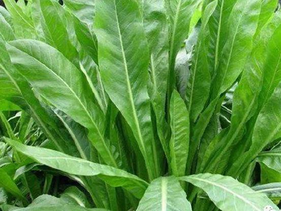 优质菊苣牧草种植时需要注意些什么病虫害如何防治