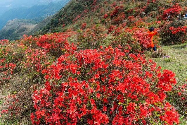 广东天露山杜鹃花海即将进入盛花期这里是最新徒步赏花攻略