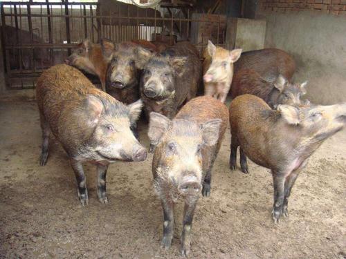 山西野猪 特种野猪养殖基地 野猪供应商