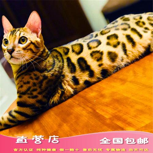 孟加拉石虎猫宠物活体虎猫狸猫豹猫银豹山雪豹金豹猫咪