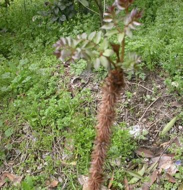 [黄根批发]红老虎刺根价格14.00元/斤 - 一亩田