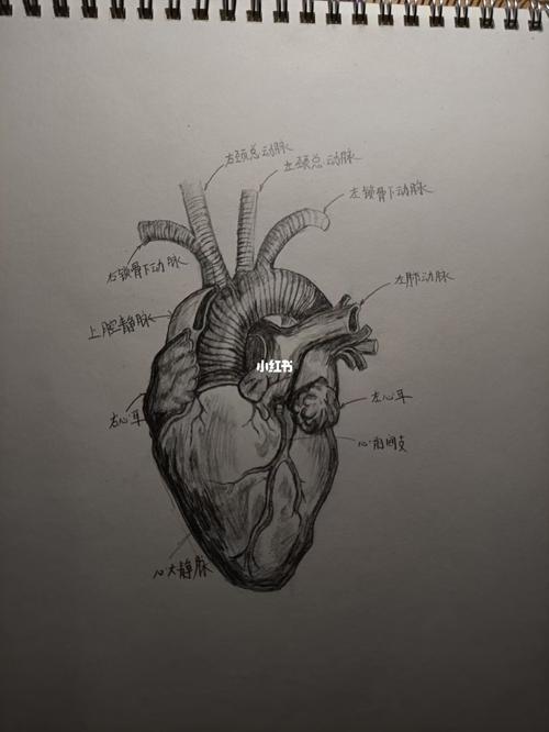 手绘心脏_手绘_绘画_文化_绘画
