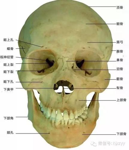 康复干货运动系统解剖歌诀大集合