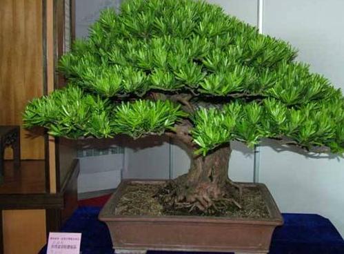 罗汉松种在什么位置好,盘点最佳三个方位(两仪/三才/四象)